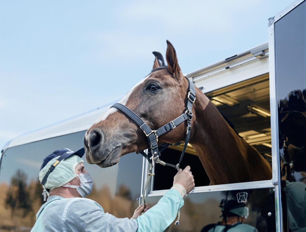 A calm horse being loaded into a black trailer by its owner, emphasizing horse shipping and trailering preparation.