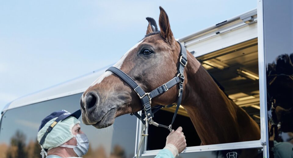 Prepare Your Horse For Shipping And Trailering