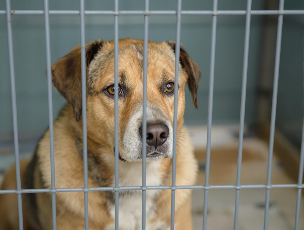 A sad looking dog sits in it's kennel looking out through the cage bars