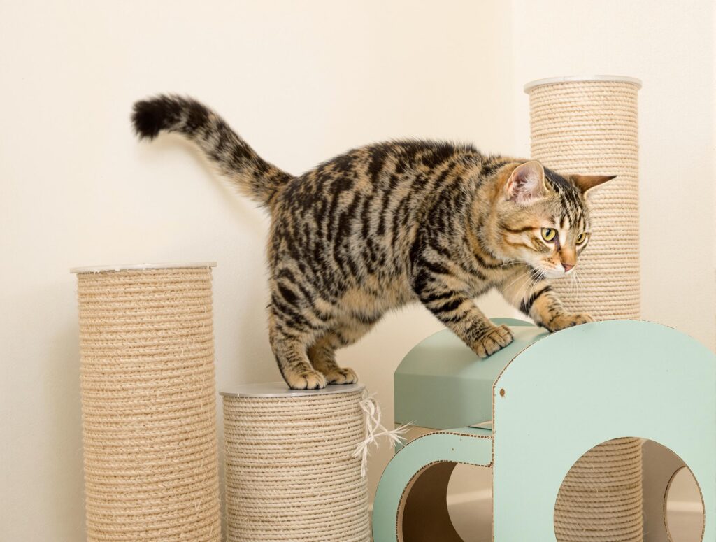 A playful tabby cat exploring scratching surfaces, highlighting long-term effects of declawing.