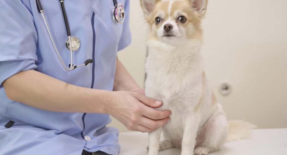 A veterinarian examines a small dog for luxating patella on a white veterinary table.