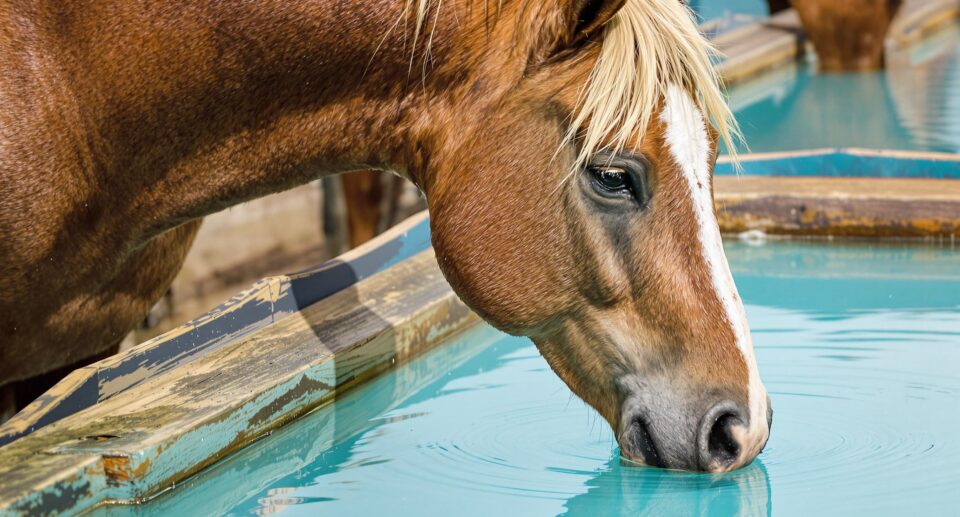 A majestic horse drinking from a water trough with a clear reflection and teal trough edges.