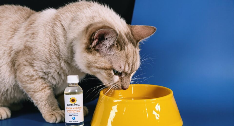 Ivory-colored cat drinks from yellow bowl with water additive, highlighting oral health benefits for cats.