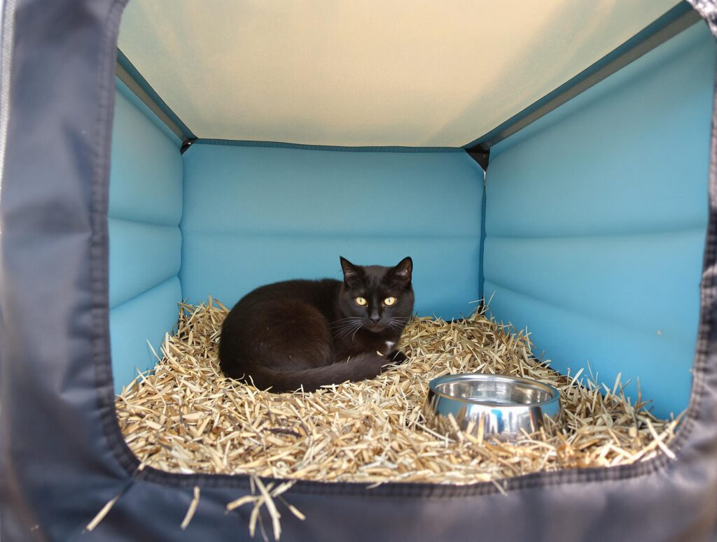A black cat in a blue insulated shelter with food and water bowls, illustrating how to keep outdoor cats warm in winter.