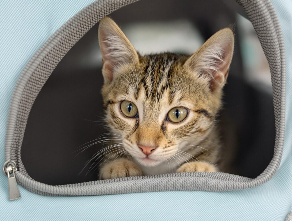 Curious tabby kitten peeking out of a carrier