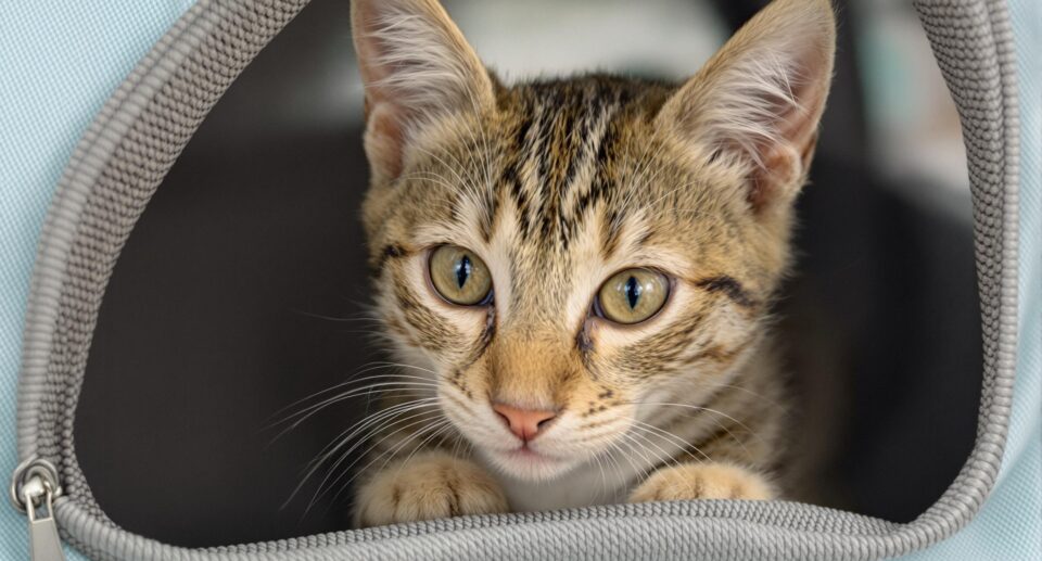 Curious tabby kitten peaking out of a carrier