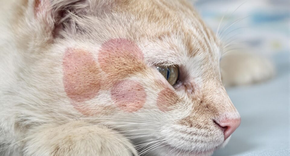 Close-up of a domestic cat with visible ringworm skin condition, showing circular patches on muted fur.