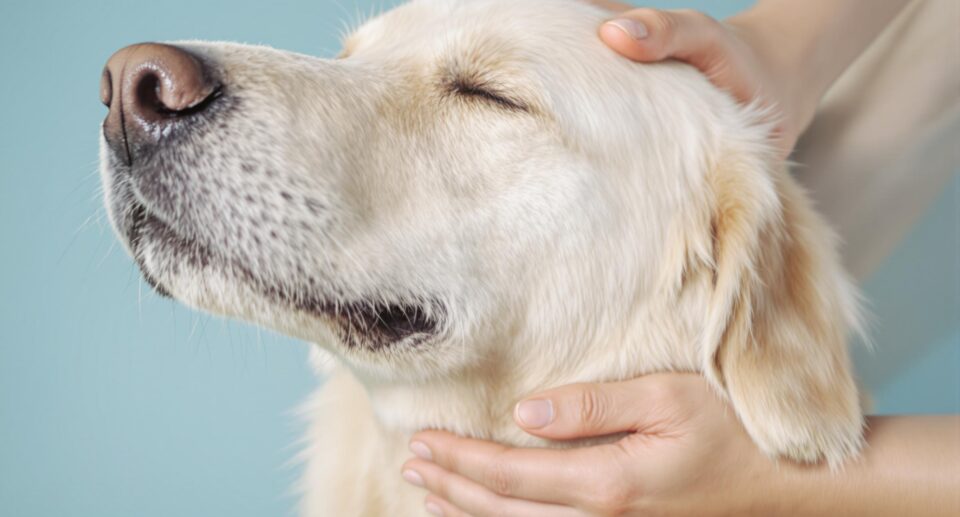 3 Surprising Benefits of Massage for Dogs