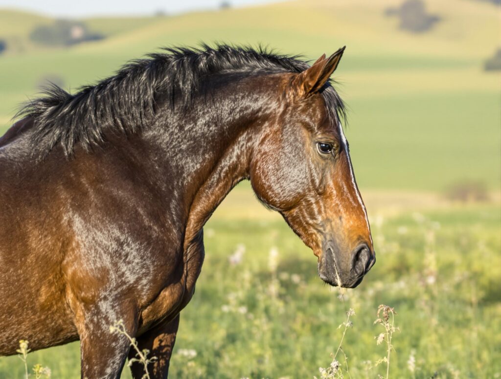 A majestic horse in a tranquil meadow, highlighting joint support benefits with elegant silhouette and natural beauty.