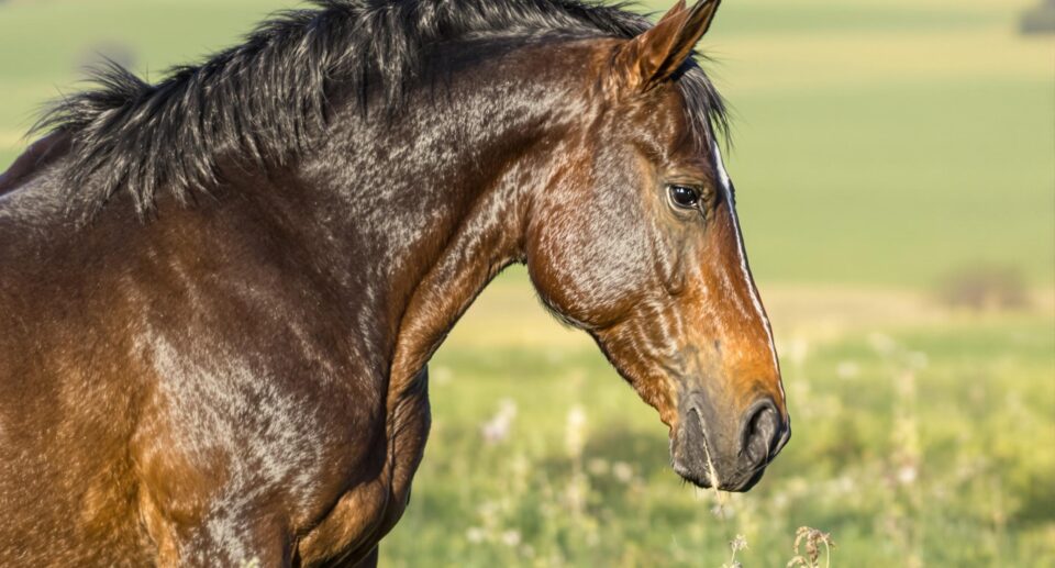 8 Ways To Help Support Your Horse’s Joints