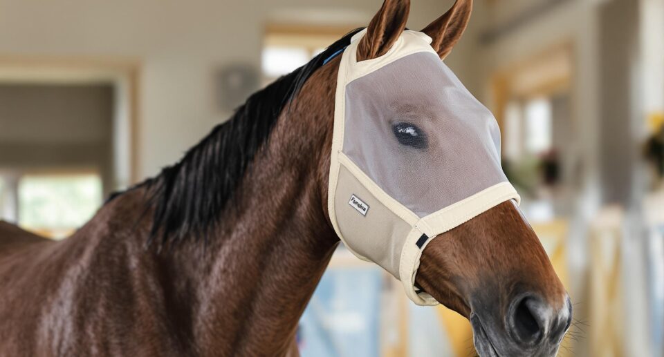 A well-groomed horse with a fly mask in a stable, related to swollen eyes in horses.