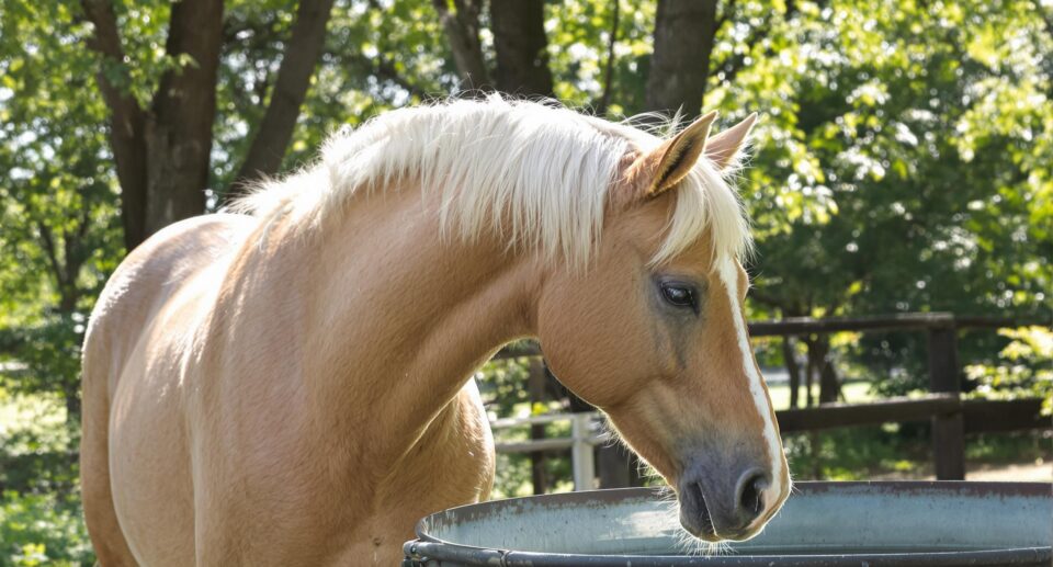 How To Find Safe Drinking Water For Your Horse