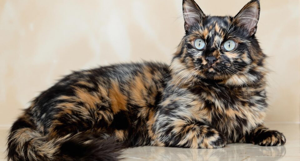 What Makes Torties Special? 7 Lucky Facts About Tortoiseshell Cats