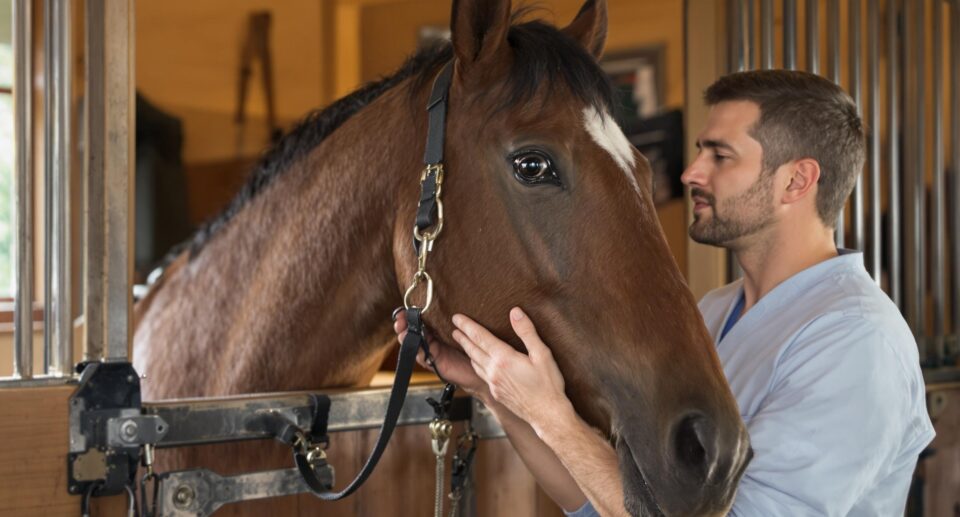 How To Put Weight On A Skinny Horse