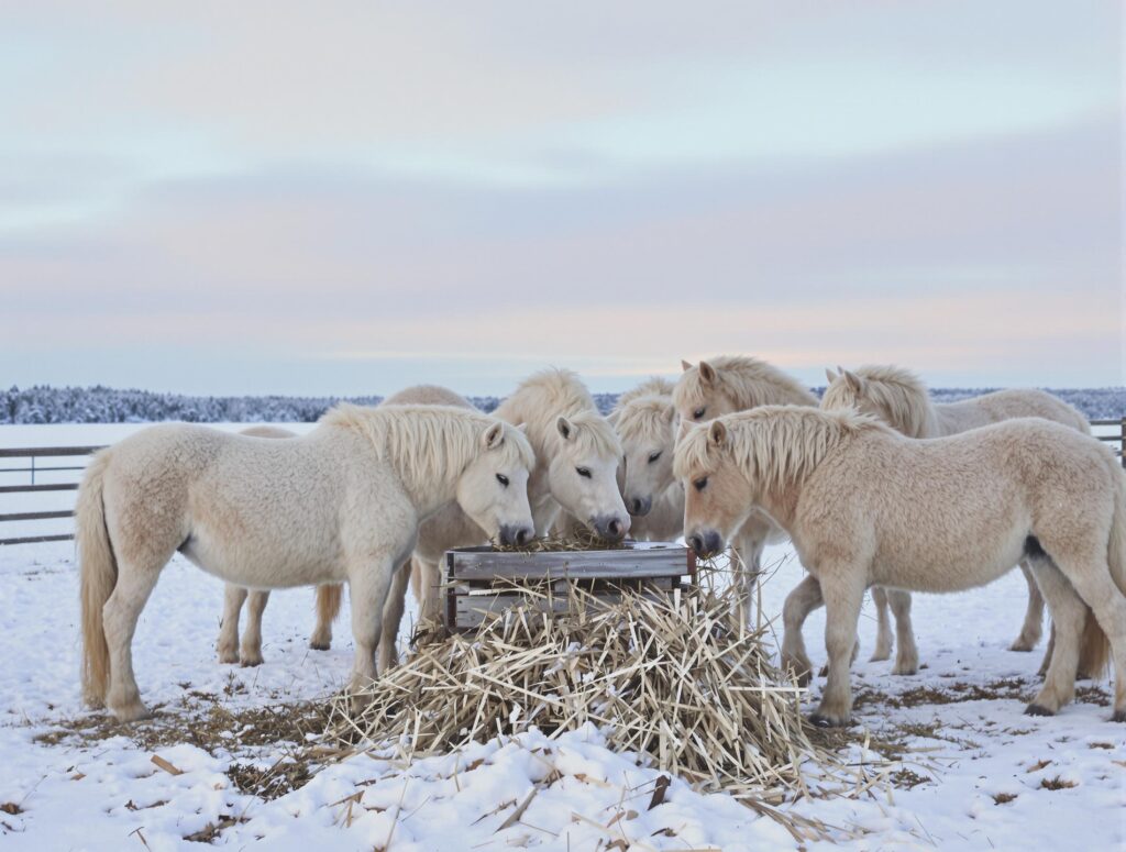Ivory-colored horses by a hay feeder in a serene winter landscape, highlighting diet tips for horses in winter.