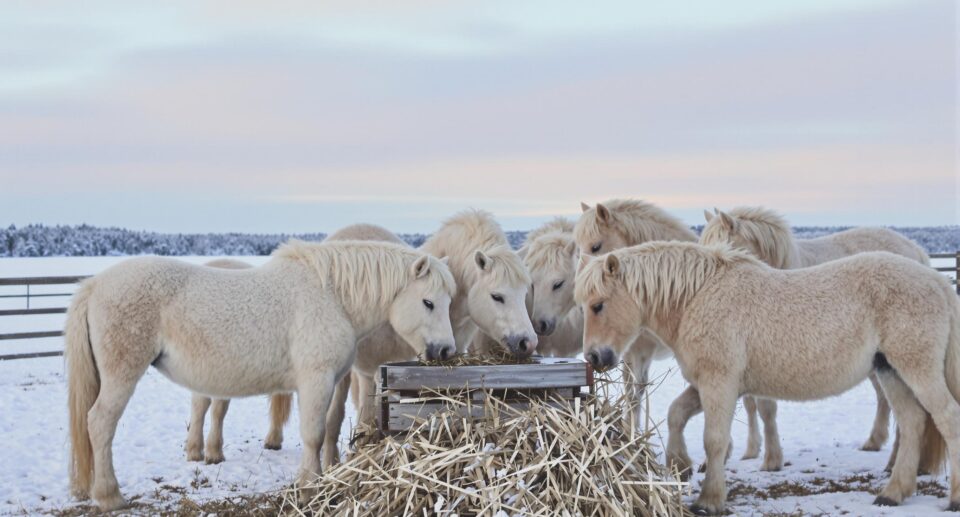 Winter Diet for Horses