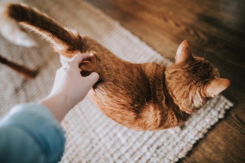 We're looking at the back of an orange cat in a living room. It's back is being scratched by a human.