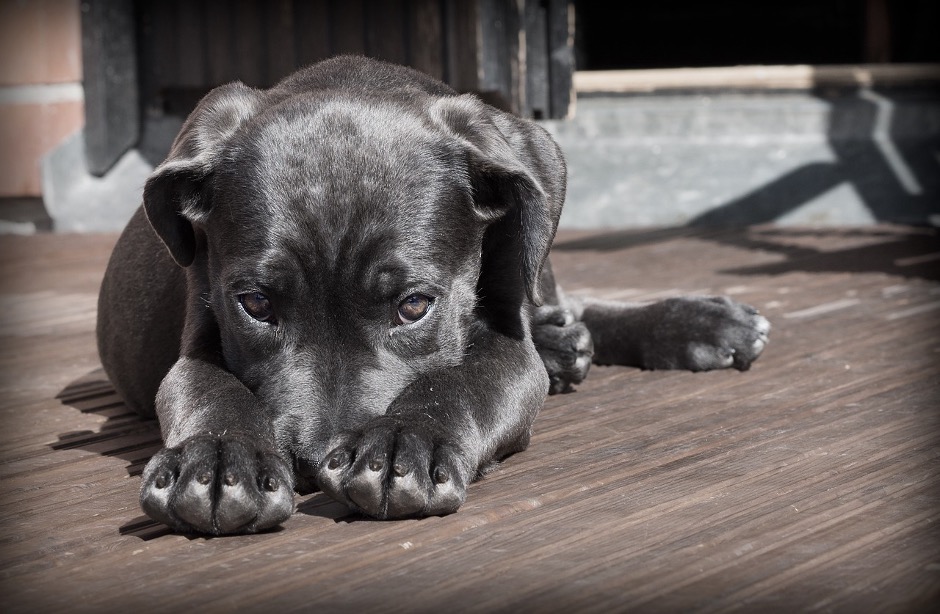 Black dog sits on a sun deck, its face behind its paws