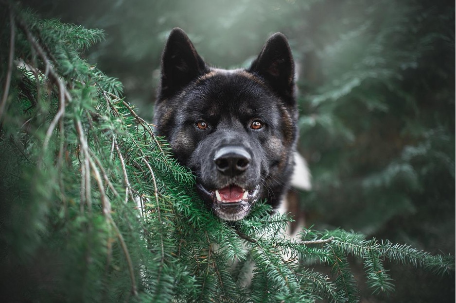 Fluffy black dog's head is peeking out from behind the brand of an evergreen tree.