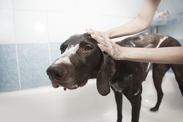 Brown dog being washed by owner