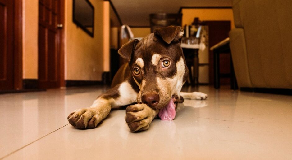 Brown dog with tongue out sitting on the floor