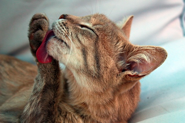 Cat licking its paw