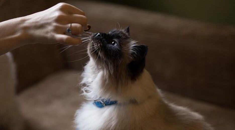 A long-haired cat smells a treat from a human hand. Image by StockSnap from Pixabay