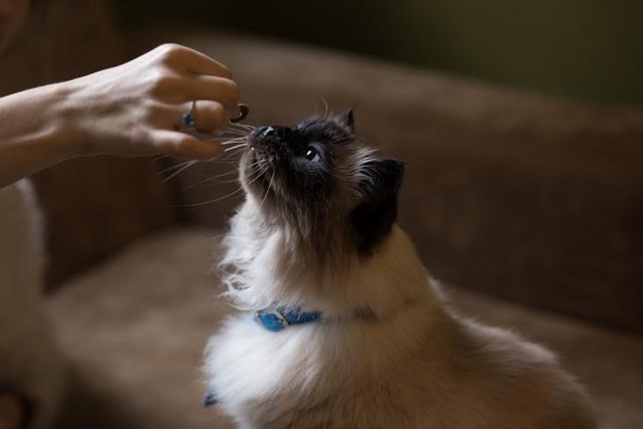 Best Flea Medicine for Cats, According to Vets