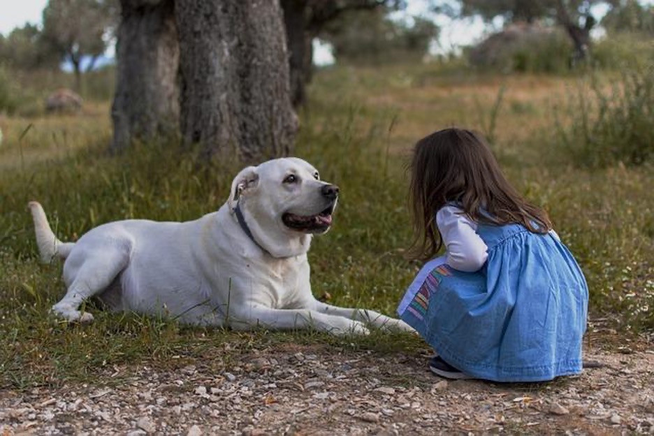 A large white dog is sitting on the grass in front of a tree. He's facing a little girl who is looking at him.