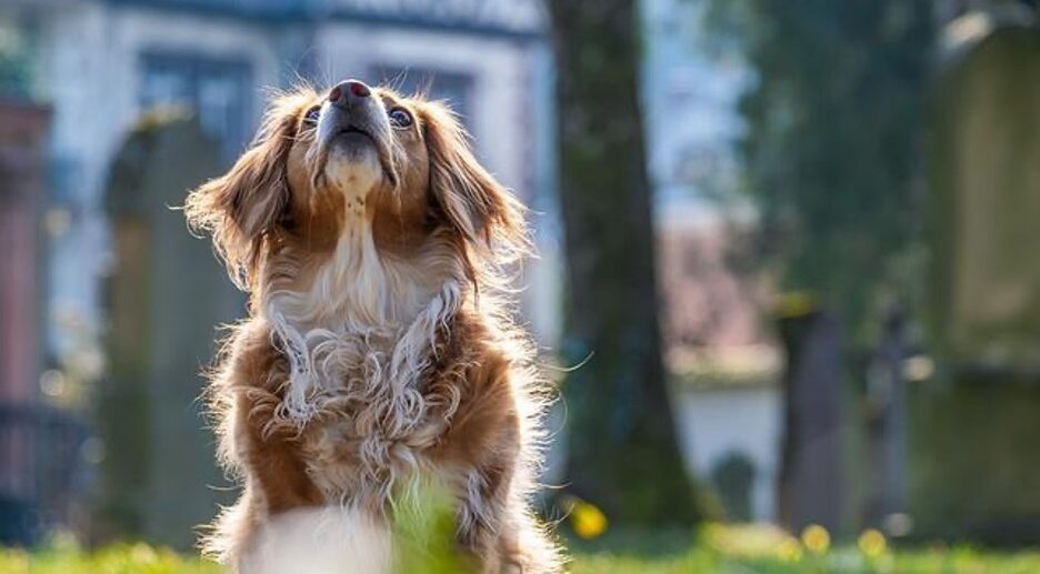 Small brown dog sits in a sunny park and looks up.