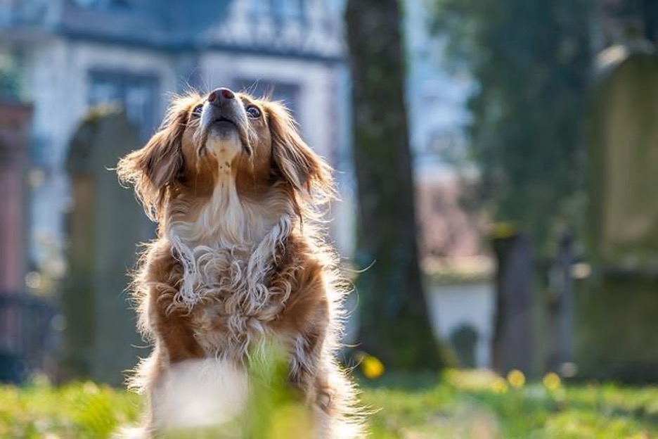 How to Find and Remove Ticks on Dogs