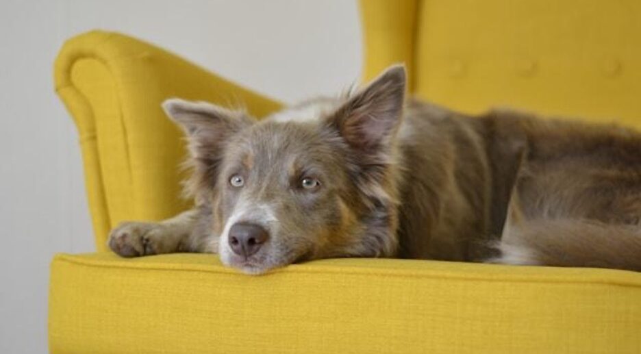 Dog on yellow couch