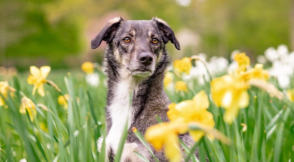 Close up of a dog sitting up in daffodils