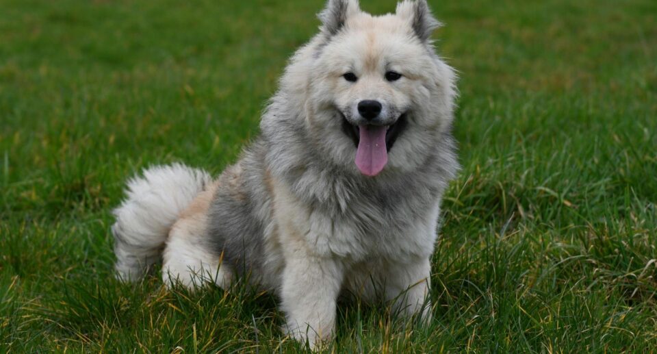 Fluffy white and grey dog