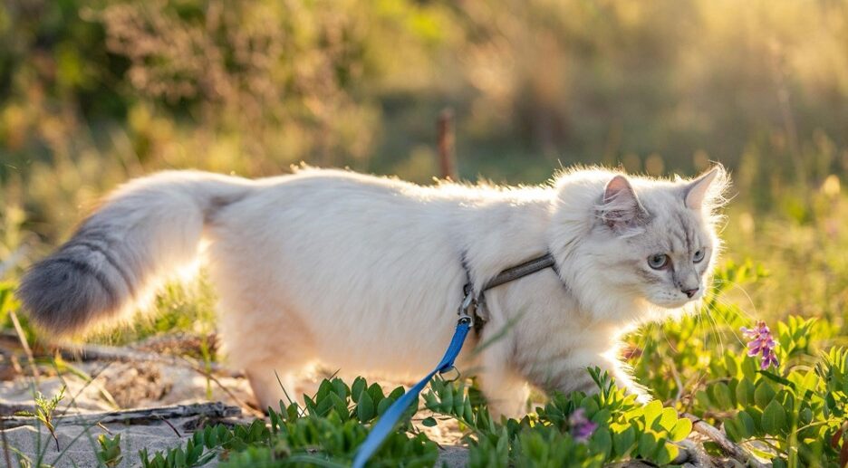 Fluffy white cat is walking through low bushes. It's on a blue leash and seems to be sunset.