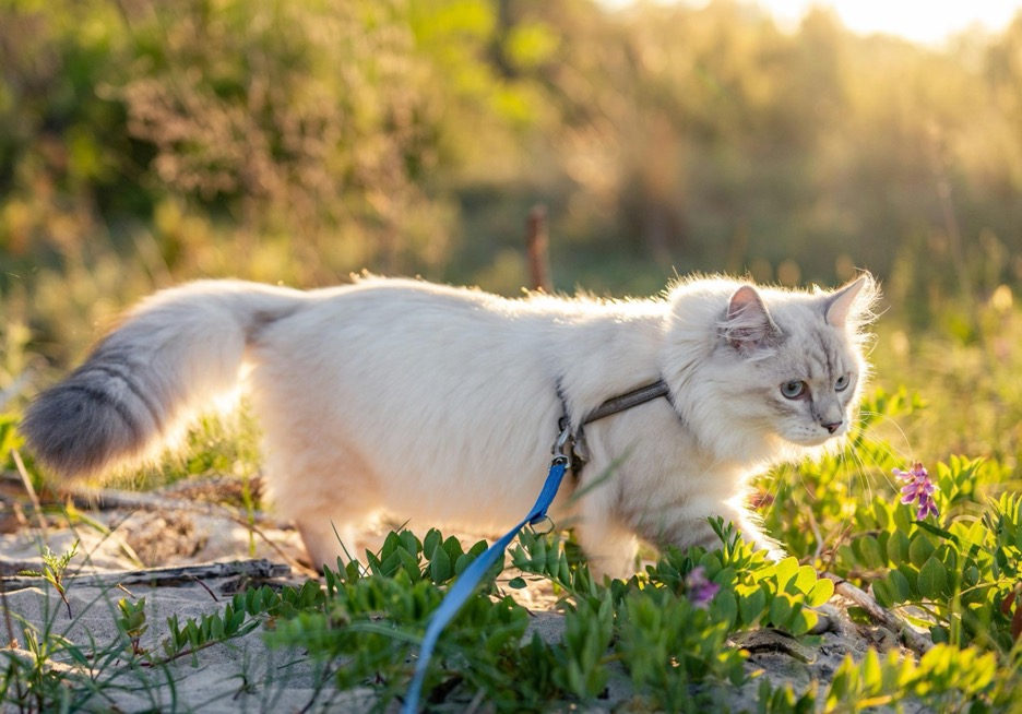 How to Find and Remove Ticks on Cats