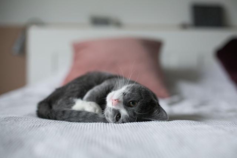 A cute grey and white kitten is curled up on a white bed. Its chin is facing up.