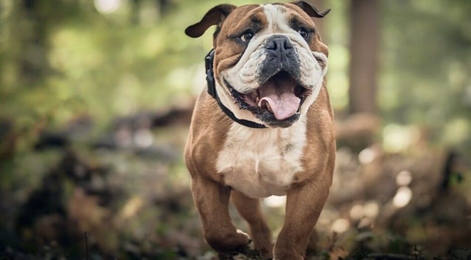 Happy bull dog walking in mud outside