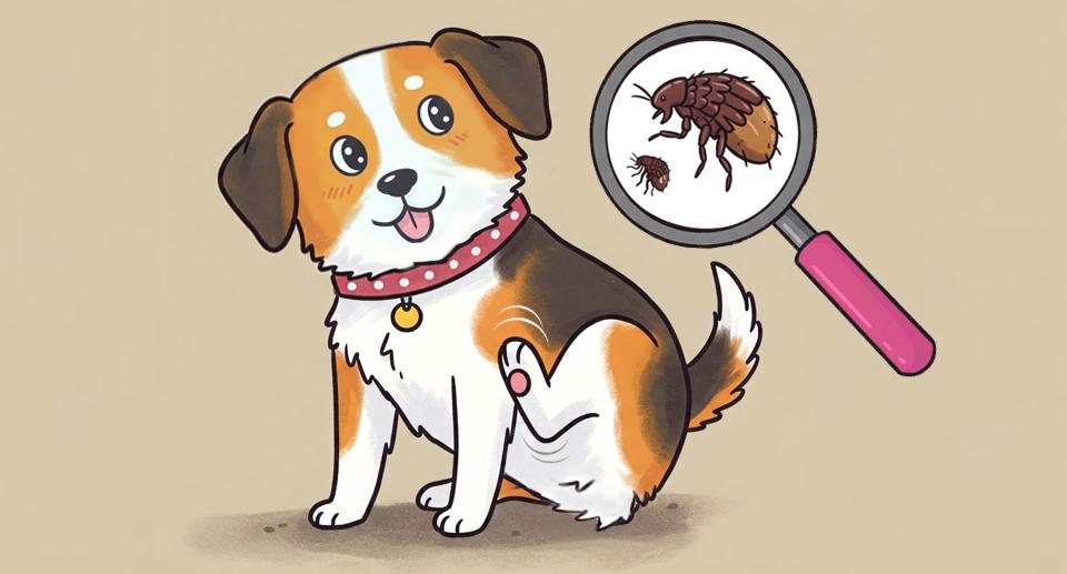 Illustration of dog with ticks and fleas magnified