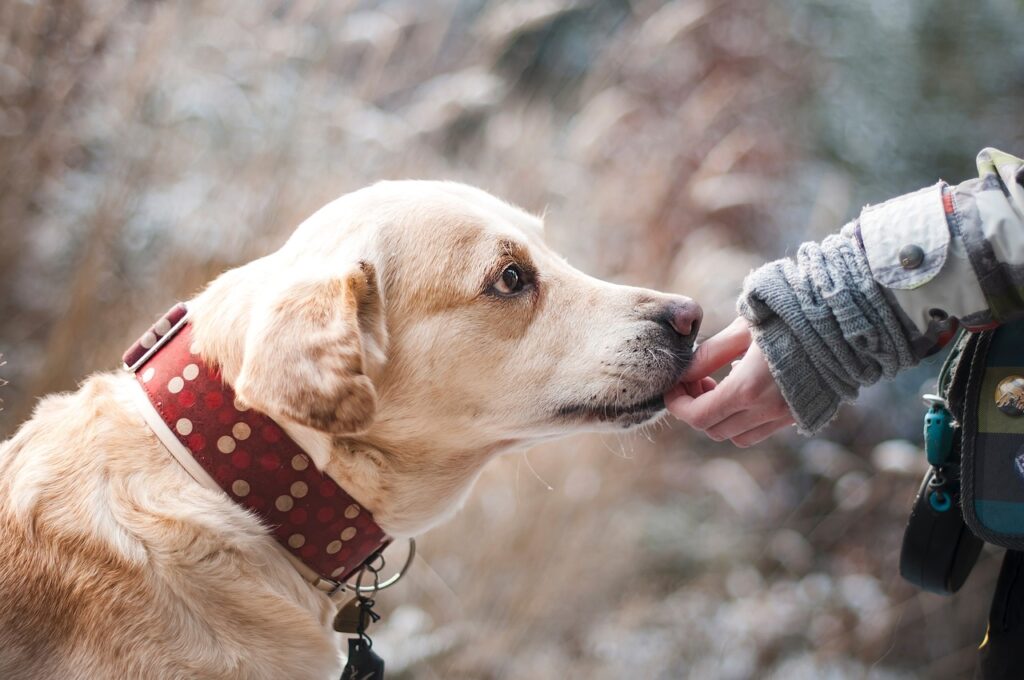 Labrador sniffing owner's hand