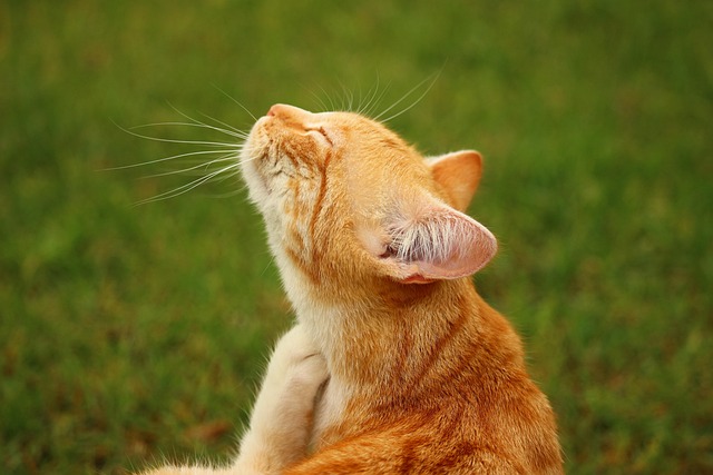 Orange cat scratching its chin