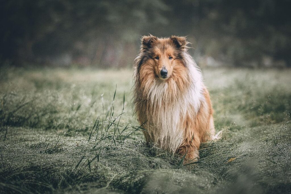 Shetland sheepdog standing in a field