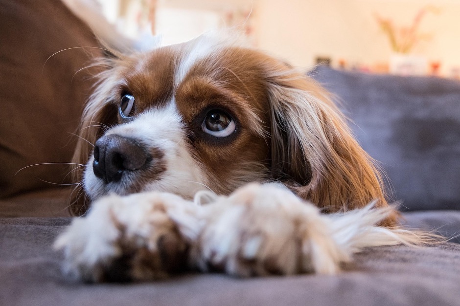 long-eared dog sits outside and looks to the right