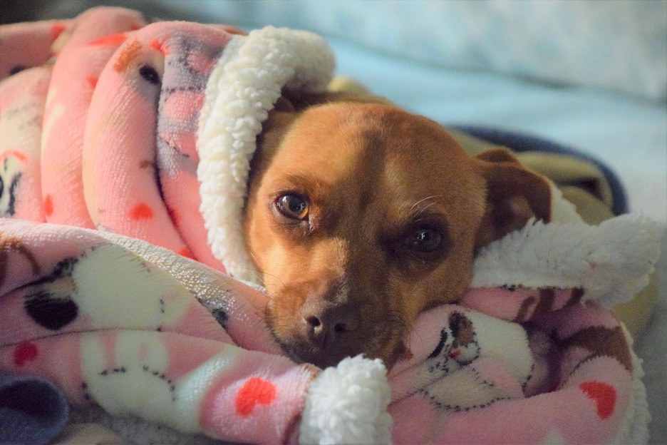 A small brown dog is wrapped up in a warm, pink, blanked