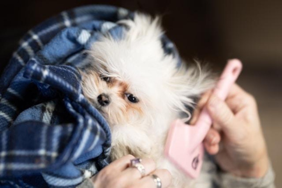 Small, fluffy, white dog sits in a blue blanked while it gets brushed with a pink brush.