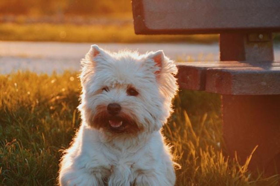 Small white fluffy dog sits in grass by a bench during sunset.