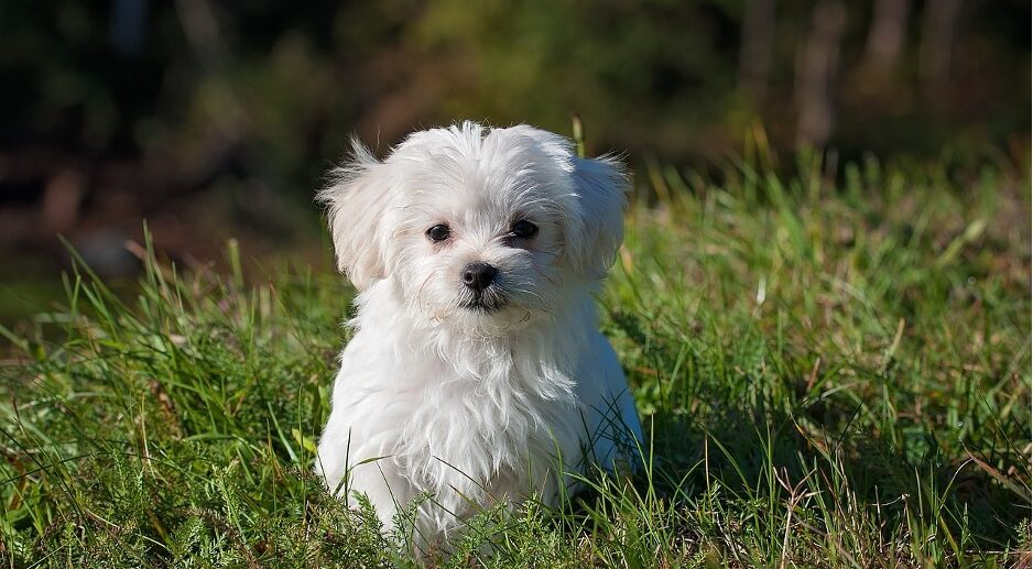 A small, cute, fluffy, white puppy sits in grass.