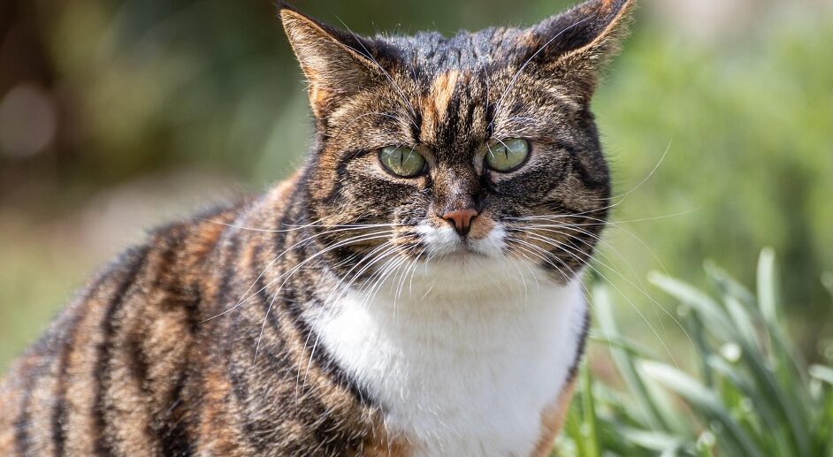 A tabby cat sits in the grass during the day and looks at the camera.