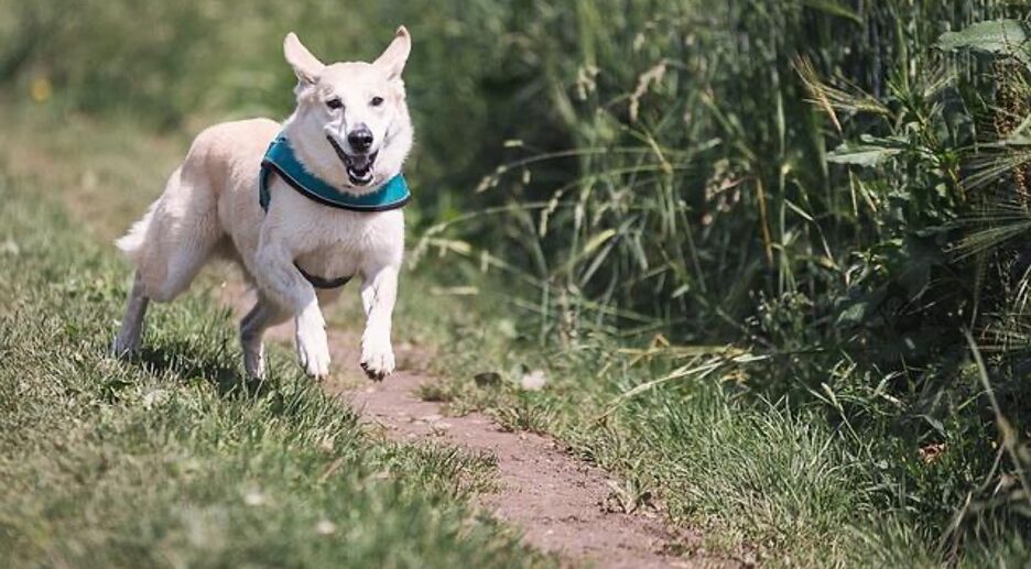 A happy white dog in a green harness runs down a grassy trail