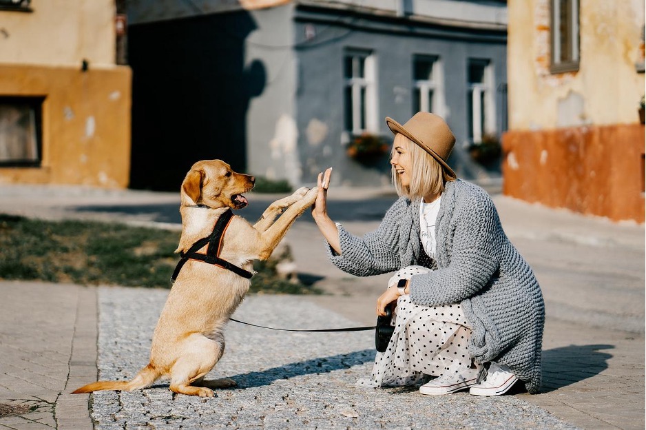 A small dog in a harness stand on its back legs and high fives a woman in a hat across from it.